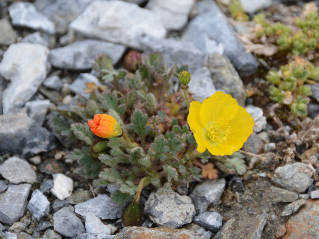 Papaver alpinum / Papavero alpino